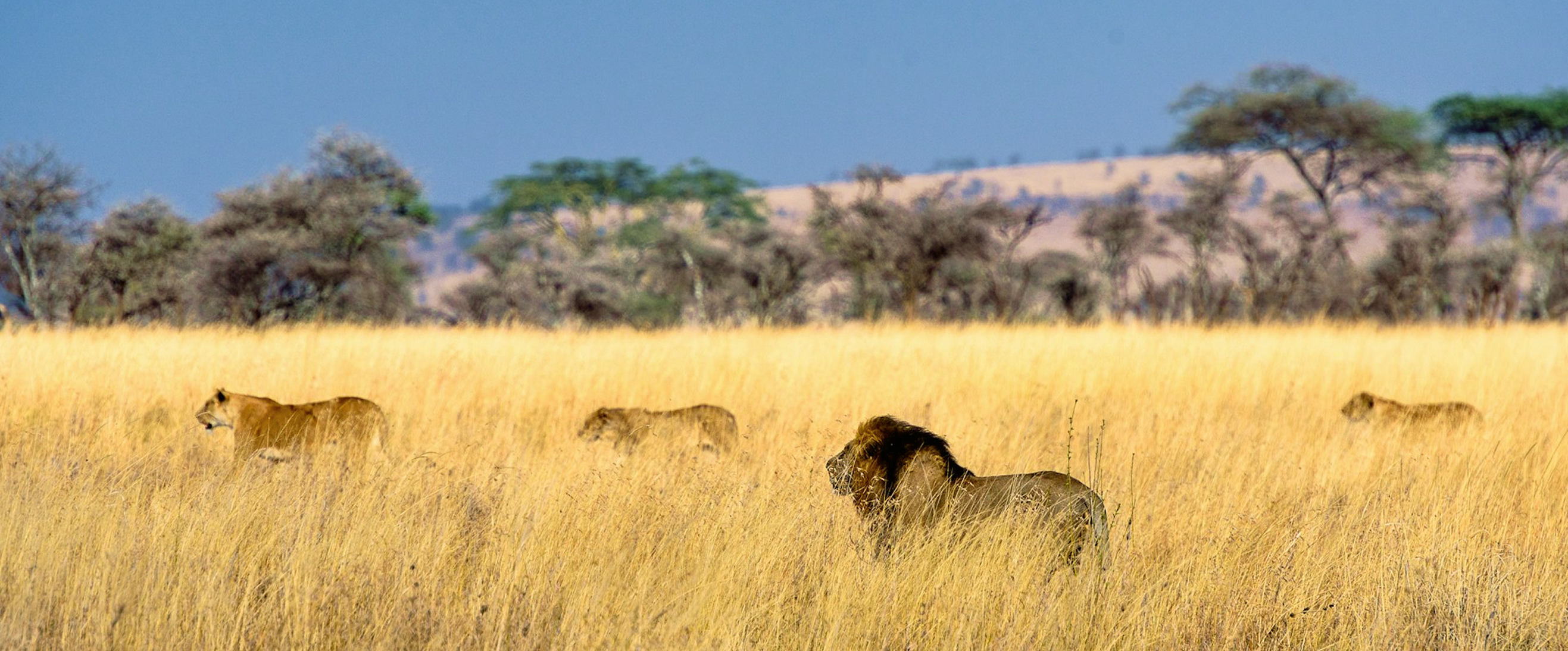 Research Visualization